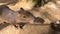 Little boy is feeding a cute capybara with grass. It\'s not afraid