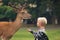 little boy is feeding fallow deer, domestic deer in park