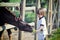 Little boy feeds horses with apple