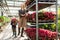 Little boy with a flower in a pot and his mom, a florist who pulls a cart with flowers in a greenhouse.