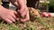 Little boy grooming and feeding a long haired cute guinea pig summer