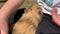 Little boy grooming and stroking a long haired cute guinea pig summer