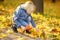 Little boy having fun during stroll in park at sunny autumn day. Child collect maple leaves. Inquisitive baby explore nature.