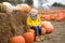 Little boy having fun on a tour of a pumpkin farm at autumn. Child sitting near giant pumpkin