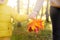 Little boy with his mother collecting maple leaves during stroll in the forest at sunny autumn day. Active family time on nature