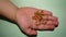 A little boy holding Mealworms, reptile live food, insects. mealworm, larva