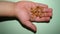 A little boy holding Mealworms, reptile live food, insects. mealworm, larva