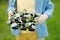 Little boy holding seedling in plastic pots in domestic garden or family farm or community kitchen garden at summer sunny day.