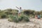 Little Boy Jumping Over a Sand Dune