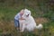 Little boy lovingly embraces white fluffy Samoyed dog. Friendship between man and animal. Traveling