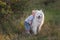 Little boy lovingly embraces white fluffy Samoyed dog. Friendship between man and animal. Traveling