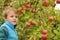 Little boy picking apples