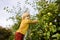 Little boy picking apples in orchard. Child stands on a ladder near tree and reaching for an apple