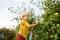 Little boy picking apples in orchard. Child stands on a ladder near tree and reaching for an apple