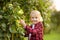 Little boy picking apples in orchard. Child stands near tree and reaching for an apple. Harvesting in the domestic garden in