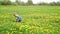 Little boy picking flowers on a spring meadow