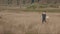 Little boy playing soccer in the field. Child running through meadow with a ball. Countryside and forest