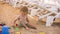 Little Boy Plays With Toys In Sand