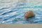 Little boy in pool learns to swim