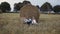 A little boy runs to a girl who sits in the field under the bale of straw. Happy girl in white dress smiling boy running