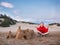 Little boy in shorts and a jacket sitting legs crossed near the sandy castle and meditates against the blue sky and the sand dunes