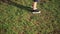 A little boy in shorts and sneakers walking on the green grass