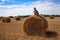 Little boy sits on a round haystack. Field with round bales after harvest under blue sky