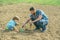 The little boy son and a father plant a tree. Father and son gardening. Family man planting tree at park.