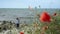 Little boy standing on the beach playing toy kite flying in sky. red poppy