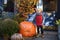 Little boy standing near giant pumpkins. Traditional decoration for halloween on the street of New York