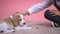 Little boy stroking head of cute beagle puppy on pink background, pet adoption