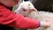 Little boy is stroking a lamb with a flower, a child is playing with a sheep on a farm close-up