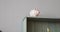 A little boy takes a piggy bank from a rack in the kitchen.