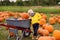 Little boy on a tour of a pumpkin farm at autumn. Child carries a wheelbarrow with pumpkins
