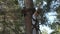 Little boy on a tree in an adventure park