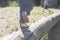 Little boy walking on a log in the park. child on the balance beam
