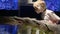 Little boy watches stingray in open aquarium. Child exploring explores the world of the sea.