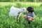 A little boy wearing stripped vest squats and talks to a white goat on a lawn on a farm They look at each other attentivelyA