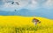 Little boy in white shirt running with kite in the booming yellow field