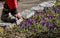 A little boy in a winter jacket is about to pluck a crocus flower in a meadow and then holds it in the fingers of his hand. His pa