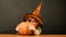 Little boy in witch hat with pumpkin. Halloween holidays. Cute child with pumpkin to Halloween. Autumn recipes