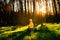 Little boy in a yellow jacket sits on a stump in the forest. Nature care concept.  . Action against deforestation. Take care of th