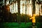 Little boy in a yellow jacket at sunset in the forest. Nature care concept.  Take care of the environment. Action against deforest