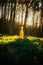 Little boy in a yellow jacket at sunset in the forest. Nature care concept.  Take care of the environment. Action against deforest