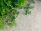 Little branch of green plant and flower on dirty concrete ground in big city for natural background