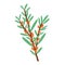 Little branch with sea buckthorn berries, vector illustration