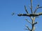 Little branche with a leave on a pruned plane-tree