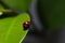 Little bright ladybug crawling on a tip of a leaf