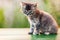 Little british domestic cat animal walking outdoor