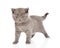 Little british shorthair kitten looking at camera. on w